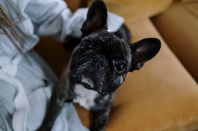 How to Actually Bond With Your Frenchie Puppy (Beyond Just Giving Them Belly Rubs)
