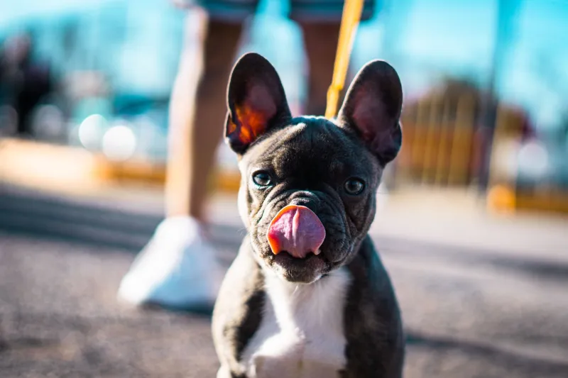 All That Snorting and Sputtering: Decoding Your Frenchie's Wildest Sounds