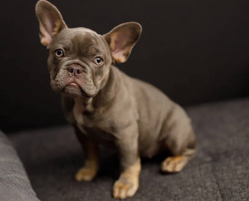 Silent but Deadly: The Truth About French Bulldog Gas (and How to Survive It)