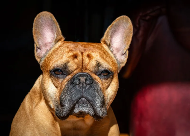 Those Big Bat Ears Are Cute — Until They're Not: A Frenchie Owner's Guide to Ear Health