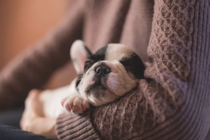 That Snuffling, Snorting Little Gremlin: What's Normal (and What's Not) in Your Frenchie's Breathing