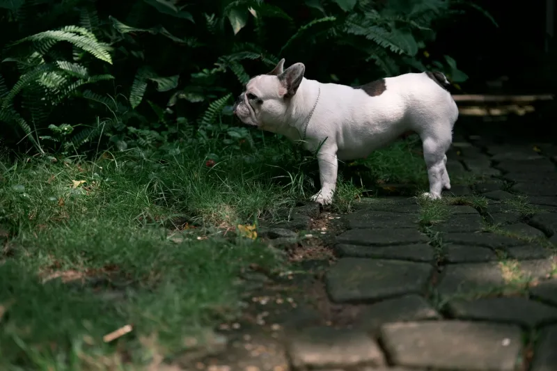 From Tiny Potato to Sturdy Little Tank: Your Frenchie's Growth Timeline, Month by Month