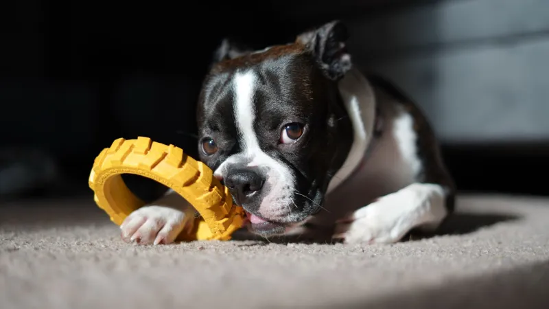Ouch! Making Sense of Your Frenchie Puppy's Biting Phase (Before It Gets Out of Hand)