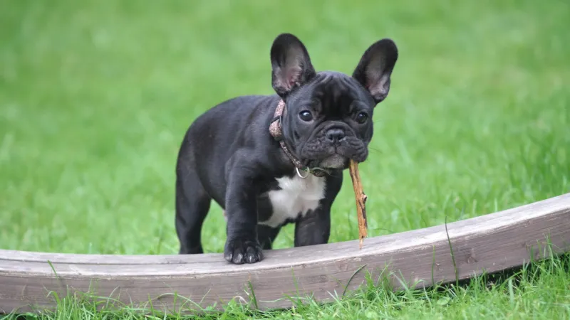 Why Does My Frenchie Eat Like It's the Last Meal on Earth?
