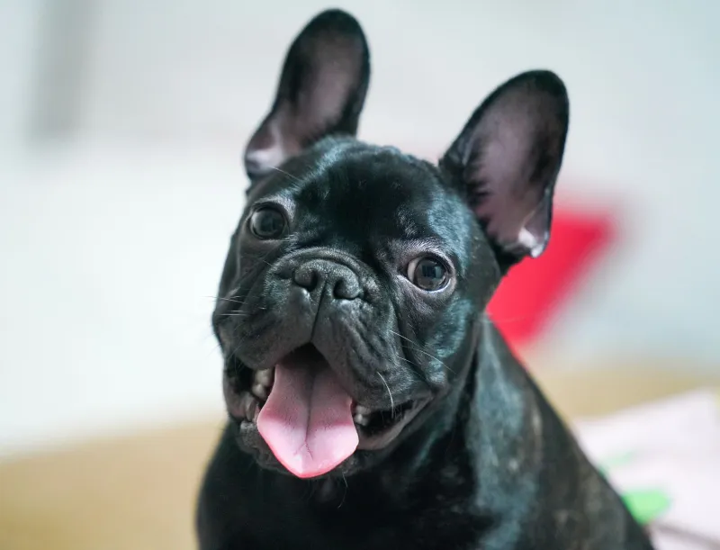 Does Your Frenchie Pup Have a Sensitive Stomach? Here's How to Figure It Out (and Fix It)