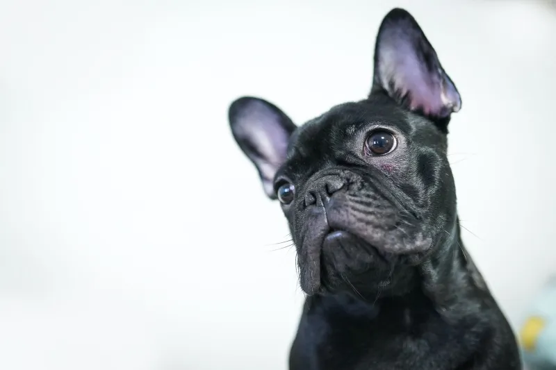Why Is My Frenchie Puppy So Itchy? The Skin Issue Survival Guide Every Owner Needs
