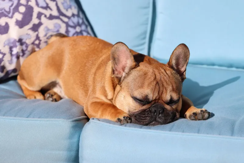 Snooze Fest: Making Sense of Your Frenchie Puppy's Legendary Sleep Habits