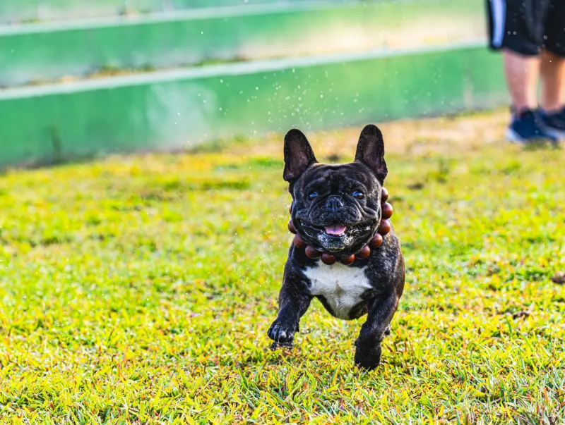 Come Here, You Little Gremlin: The Real Reason Your Frenchie Won't Come When Called