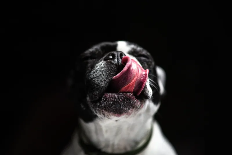 That Honking, Gasping Thing Your Frenchie Does: The Reverse Sneeze Explained