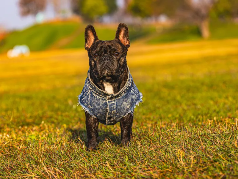 Dress to Impress (Without the Stress): A Frenchie Owner's Guide to Seasonal Pup Fashion