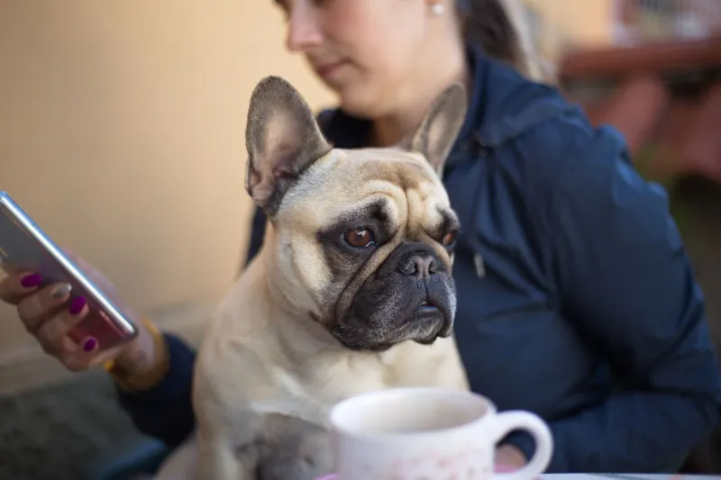 Your Frenchie Hears the Treat Bag from Three Rooms Away — So Why Can't They Hear You?