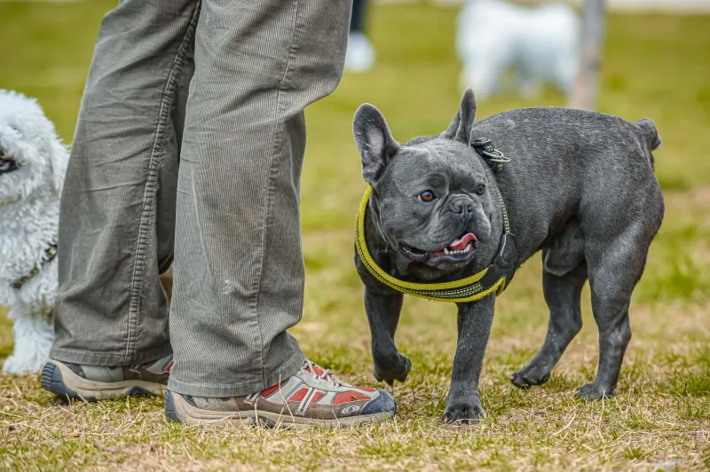 Making Friends the Frenchie Way: A Guide to Building Your Pup's Social Life