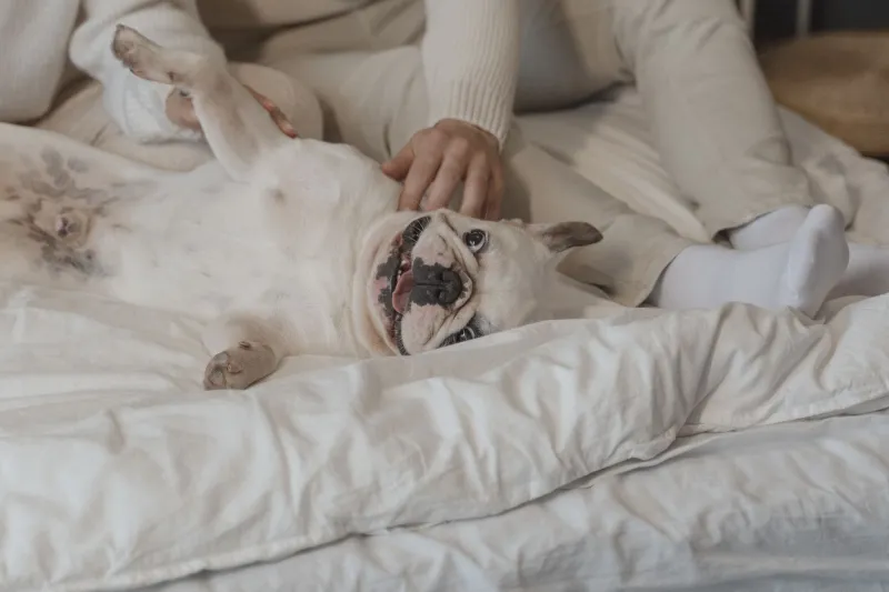Stuck to You Like Velcro: The Real Reason Your Frenchie Can't Stand Being Two Feet Away