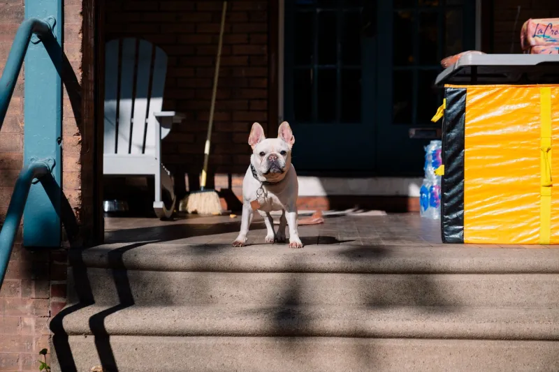 Frenchie, Pug, Boston, or Corgi: Which Small Breed Actually Fits Your Life?