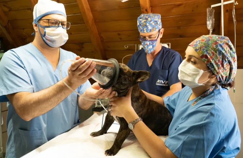 The Real Price Tag of Frenchie Life: What to Budget Beyond the Puppy Purchase