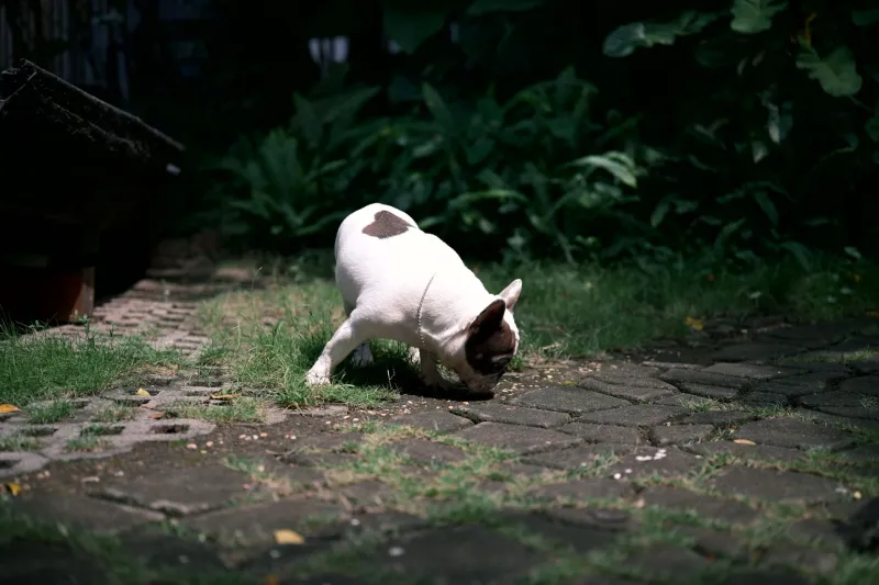 Room by Room: How to Puppy-Proof Your Home for a French Bulldog (Without Wrecking Your Decor)