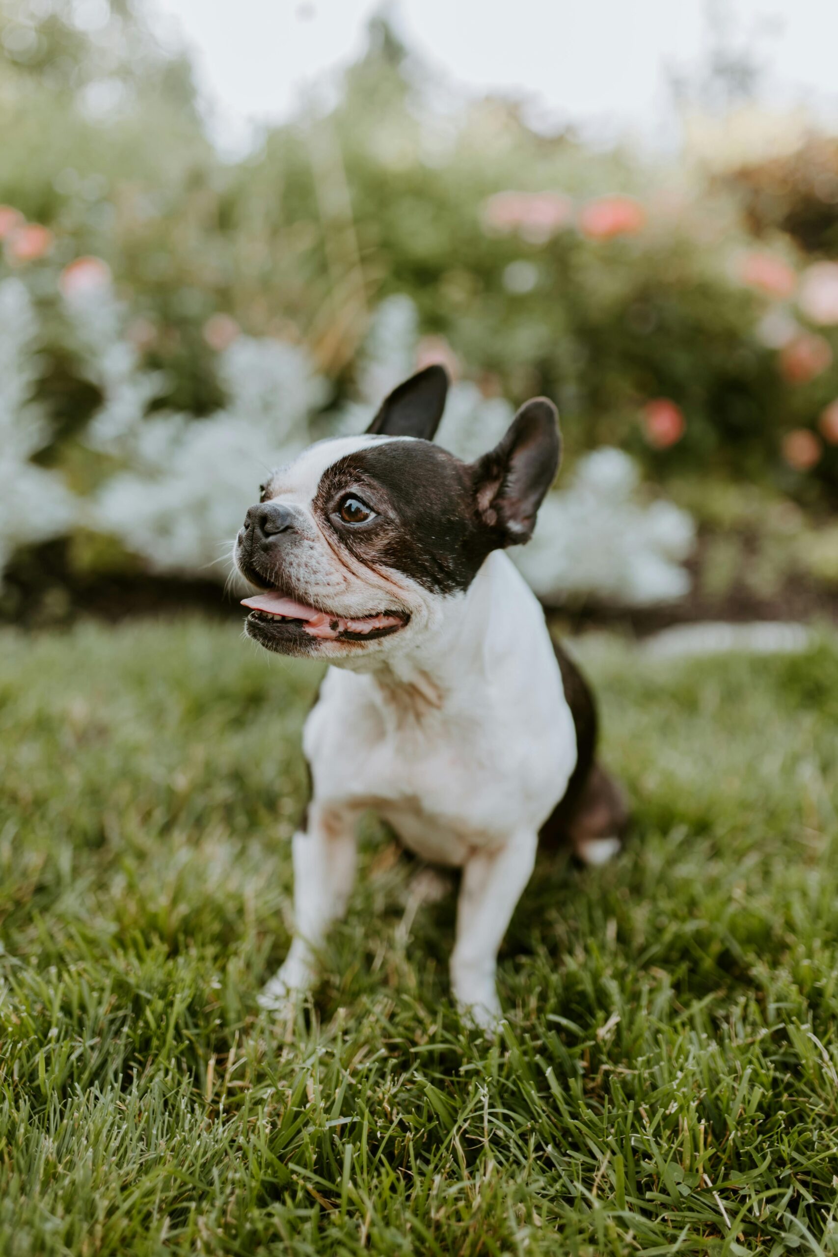 Adorable French Bulldog sitting on green grass in a Cincinnati garden.